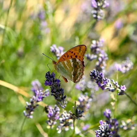 Convento Di San Colombo Ξενοδοχείο