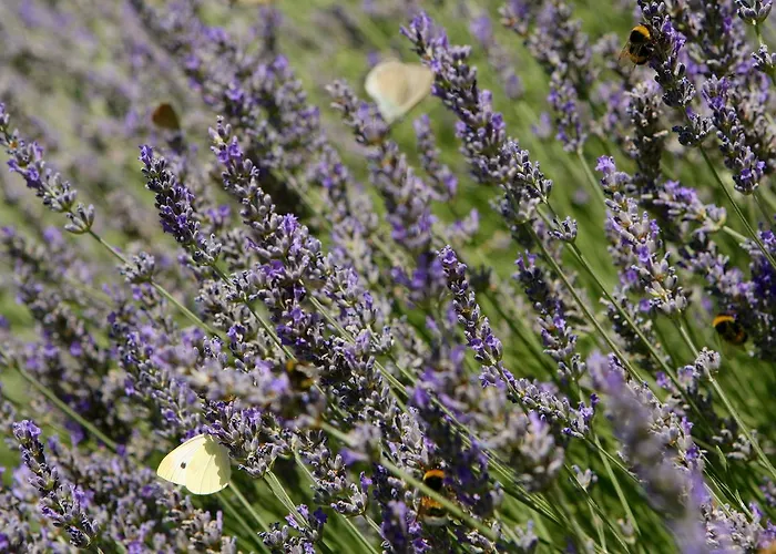 Convento Di San Colombo מלון סנטו סטפאנו די ססאניו