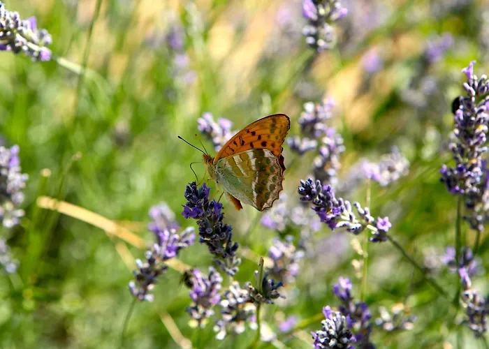 Convento Di San Colombo מלון
